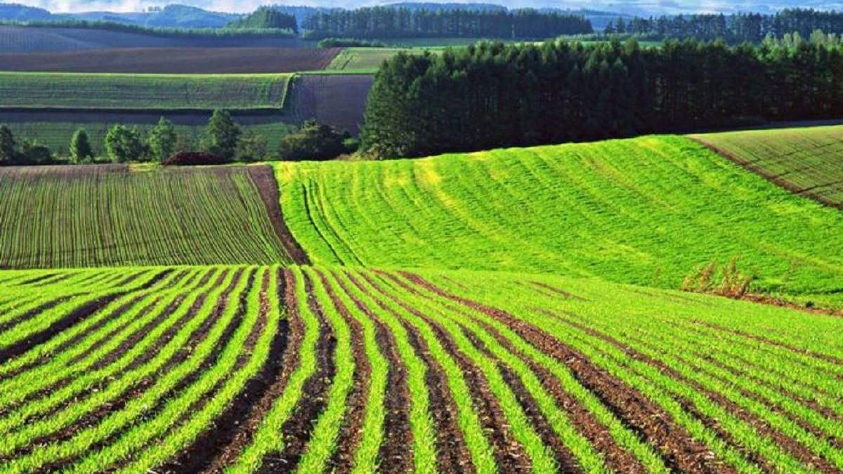Рынок земли в Украине: сколько украинцев поддерживают теперь Рынок земли в Украине: сколько украинцев поддерживают теперь