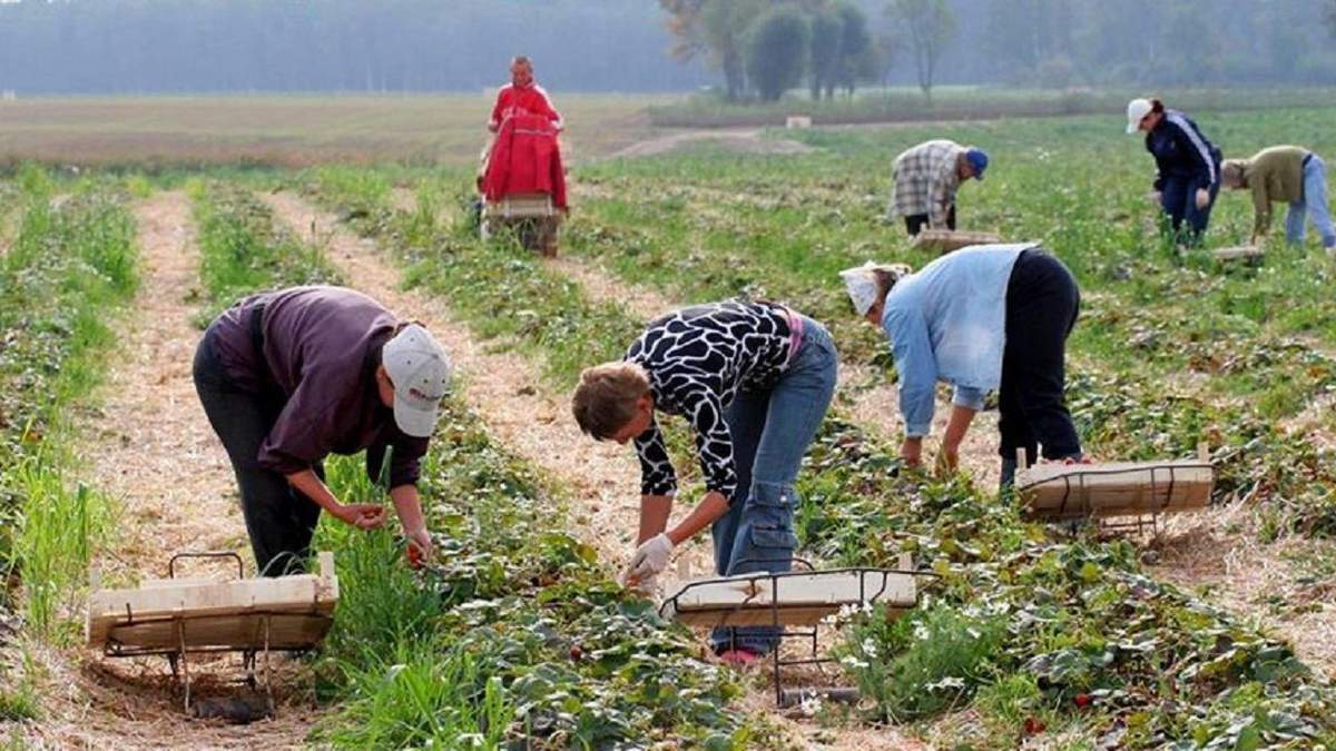 Больше, чем за рубежом, – украинский фермер о зарплатах рабочих