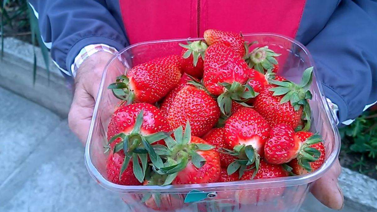 Клубника на рынках подешевела Клубника на рынках подешевела