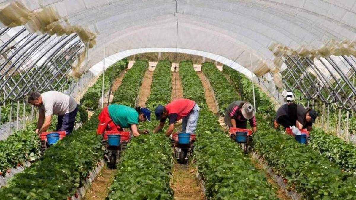 Сезонная работа в Чехии 2020: без украинцев проблемы у фермеров Сезонная работа в Чехии 2020: без украинцев проблемы у фермеров