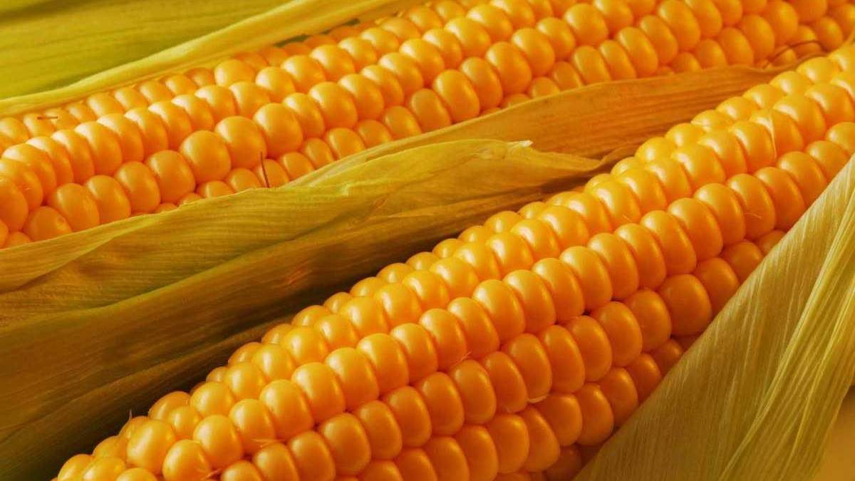 Кукурудза в Україні вродила Кукурудза в Україні вродила