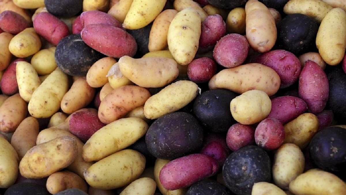 Картофель должен быть качественным Картофель должен быть качественным