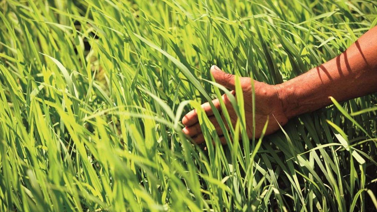 Заощаджуй та зростай / Ілюстративне фото BASF Заощаджуй та зростай / Ілюстративне фото BASF