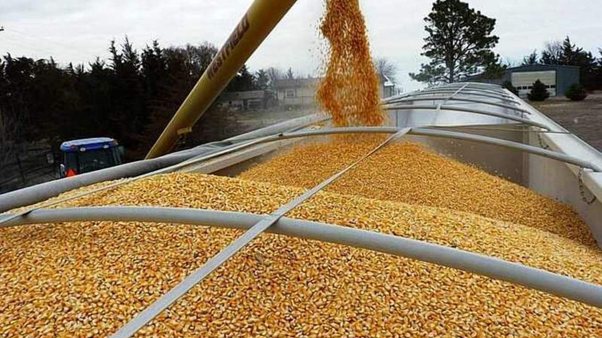 На сколько Украина снизила экспорт зерновых в 2020 году: сравнение На сколько Украина снизила экспорт зерновых в 2020 году: сравнение