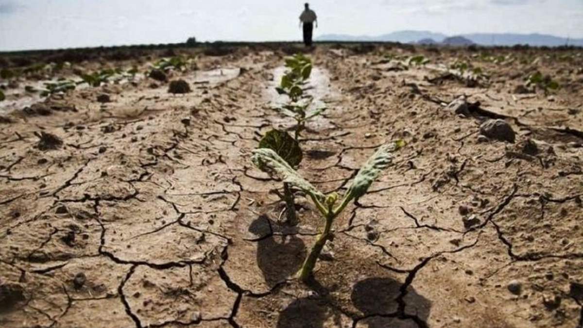 Які бактерії допомагають рослинам при нестачі води, – дослідження Які бактерії допомагають рослинам при нестачі води, – дослідження