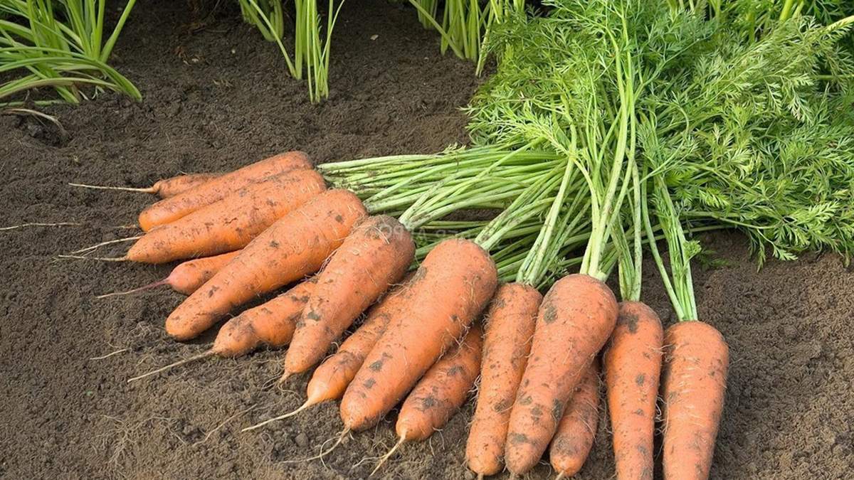Морква залишається в землі: чому фермери не збирають врожай Морква залишається в землі: чому фермери не збирають врожай