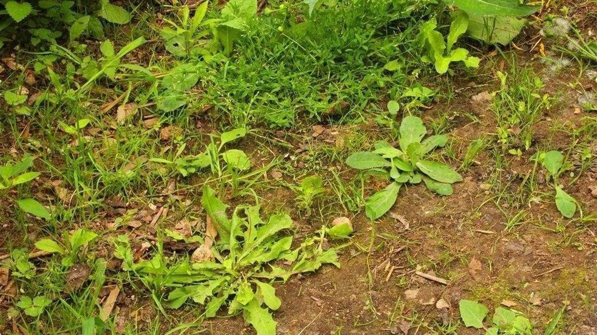 Науковці вчать бур'ян самознищуватися Науковці вчать бур'ян самознищуватися