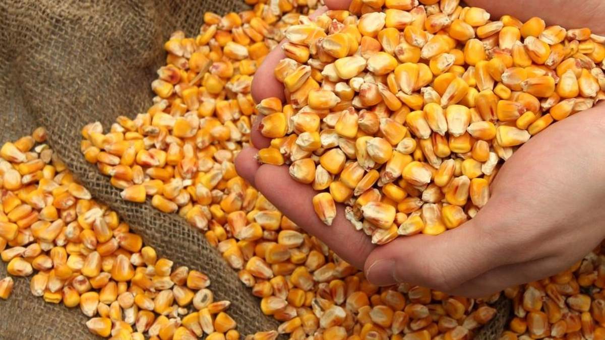 На Кіровоградщині зникла кукурудза на понад 50 мільйонів гривень На Кіровоградщині зникла кукурудза на понад 50 мільйонів гривень
