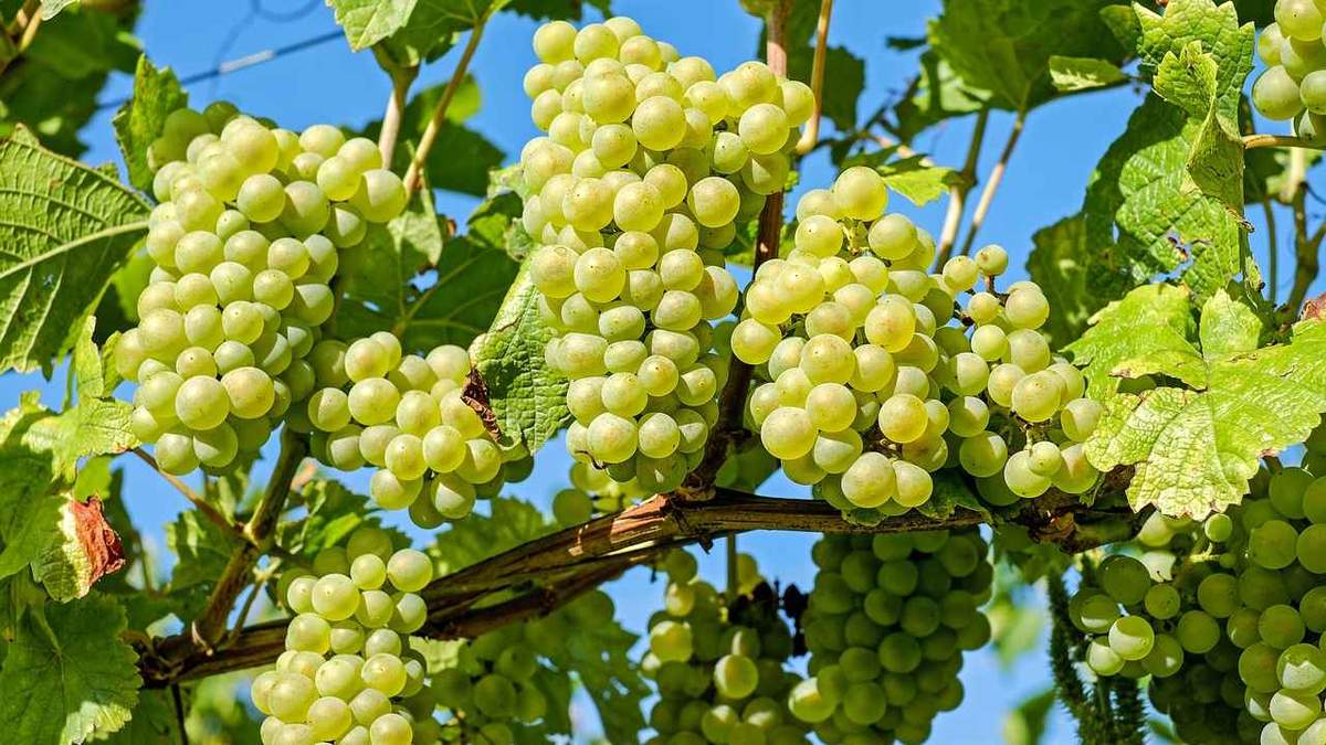 Небезпечна хвороба може знищити український виноград Небезпечна хвороба може знищити український виноград