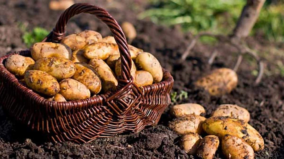 Польша нарастила урожай картофеля Польша нарастила урожай картофеля