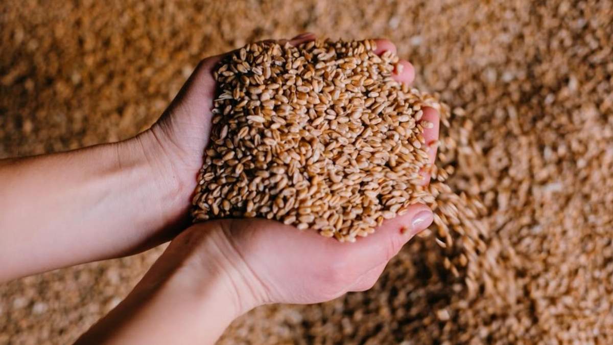 Ціни на продовольчі культури продовжують зростати Ціни на продовольчі культури продовжують зростати