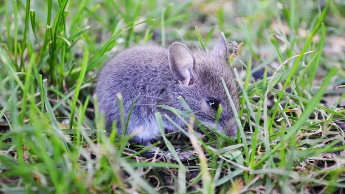 Озимій пшениці на Донеччині загрожують миші Озимій пшениці на Донеччині загрожують миші