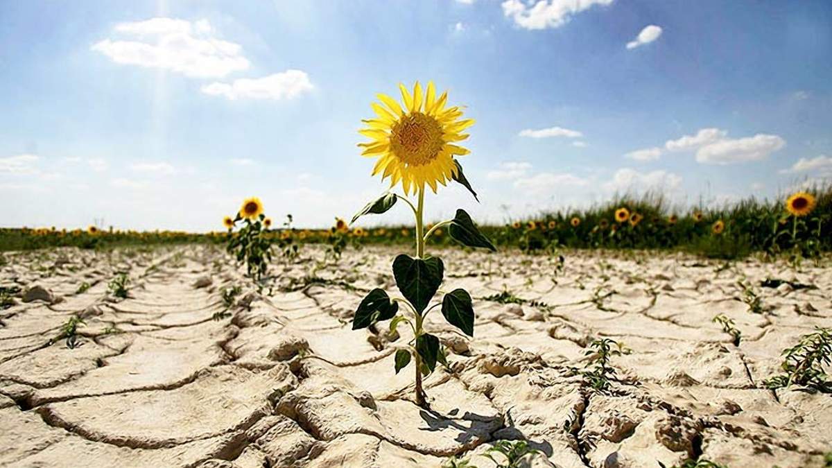 Сільське господарство – найбільша жертва зміни клімату Сільське господарство – найбільша жертва зміни клімату