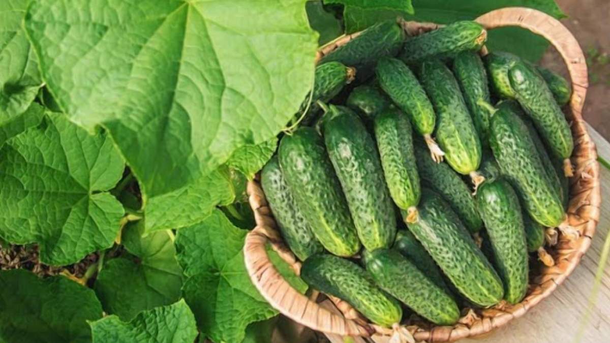 Огурец стремительно вырос в цене: на сколько прыгнула стоимость продукта Огурец стремительно вырос в цене: на сколько прыгнула стоимость продукта