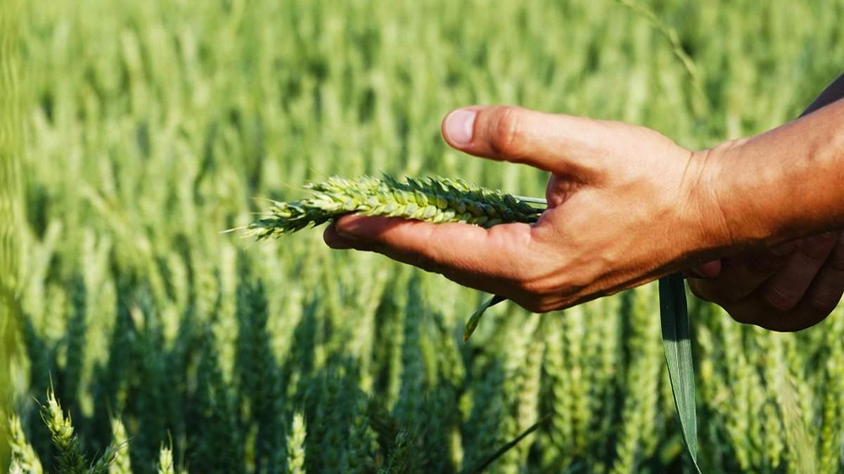 Українські вчені адаптують українські культури до примхливих природніх умов Українські вчені адаптують українські культури до примхливих природніх умов
