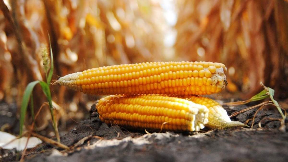 Почему вырастет цена на украинскую кукурузу: объяснение Почему вырастет цена на украинскую кукурузу: объяснение