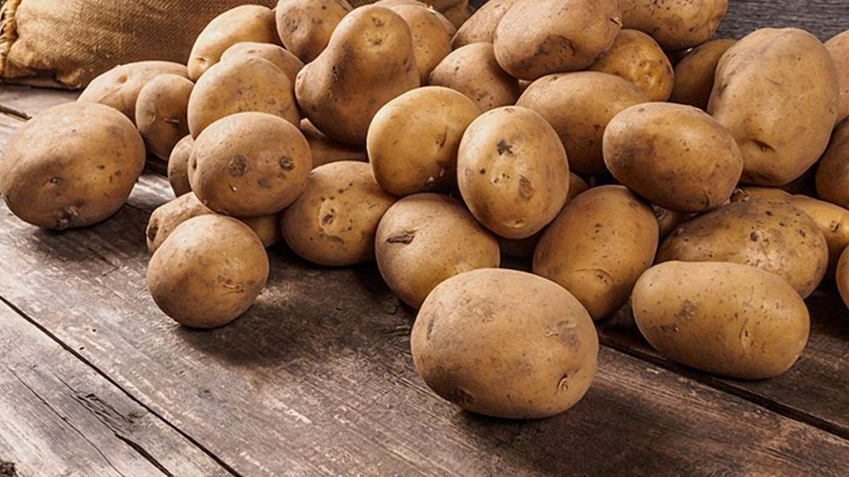 Попри зменшення площі картоплі Польща не боїться нестачі цього продукту Попри зменшення площі картоплі Польща не боїться нестачі цього продукту