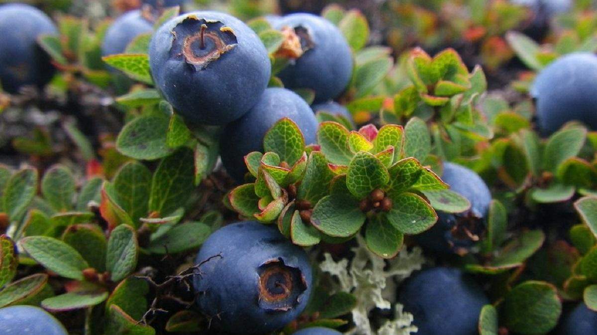 Голубика бьет рекорды Голубика бьет рекорды