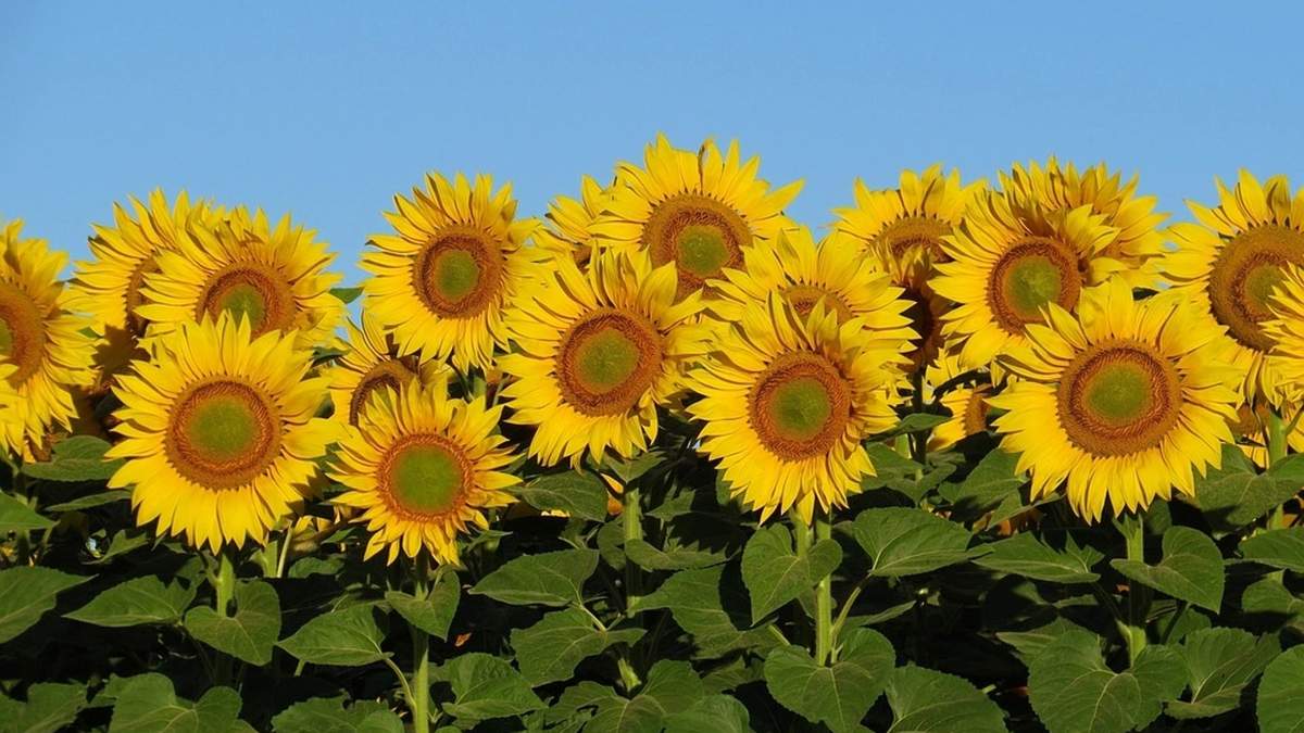 Подсолнечник – лучший вариант для засушливых регионов / Фото из соцсетей Подсолнечник – лучший вариант для засушливых регионов / Фото из соцсетей