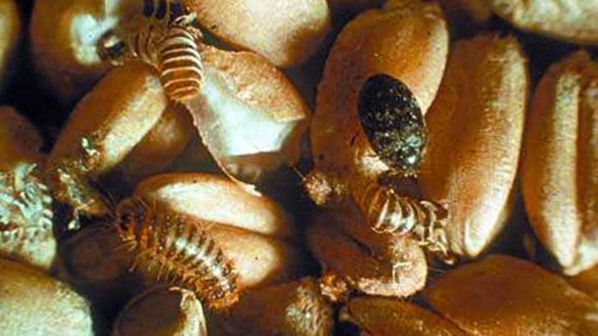 Капровый жук – враг зерновых и бобовых культур / Фото из открытых источников Капровый жук – враг зерновых и бобовых культур / Фото из открытых источников