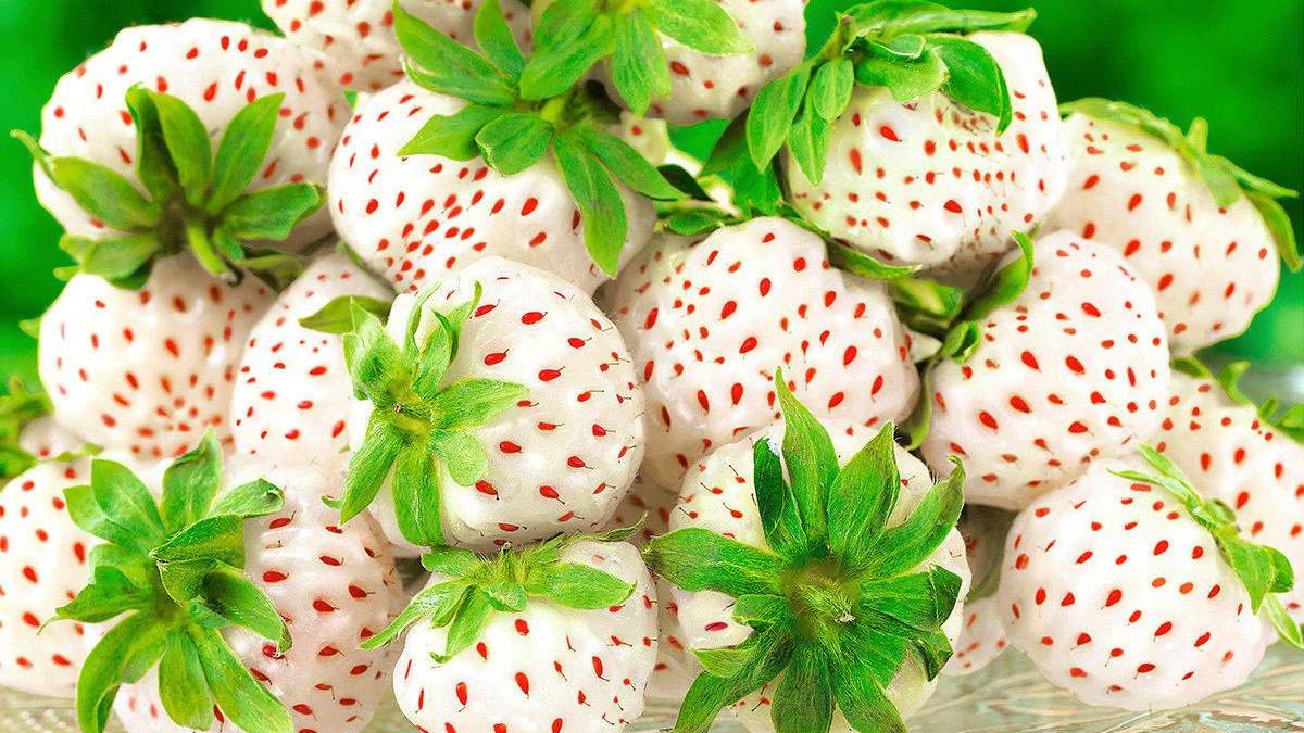 Вкус белой земляники – особенный / Фото из соцсетей Вкус белой земляники – особенный / Фото из соцсетей