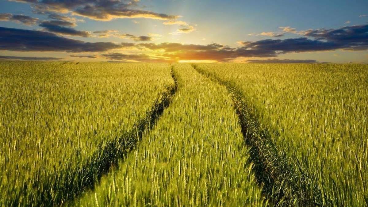 Препарат компанії BASF Систіва® Препарат компанії BASF Систіва®