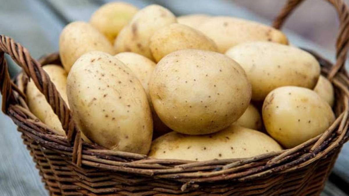 Цена на картофель начинает постепенно расти / Фото из соцсетей Цена на картофель начинает постепенно расти / Фото из соцсетей