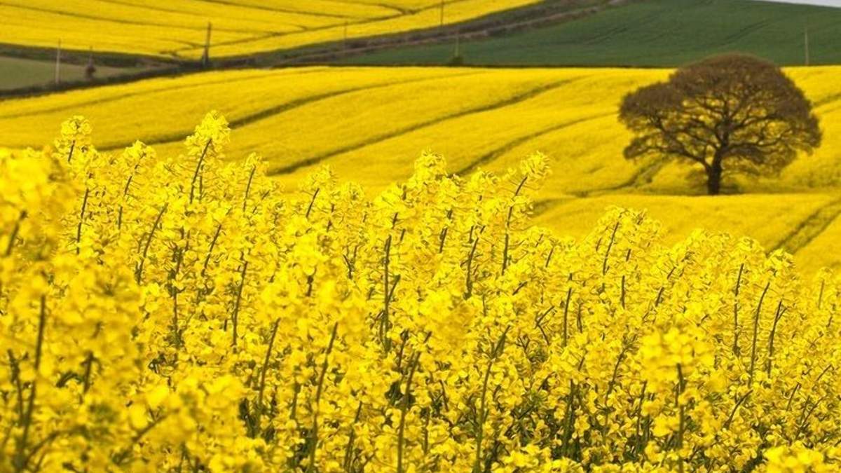 Україні не вдалося побити свій рекорд експорту ріпаку до Німеччини / Фото з соцмереж Україні не вдалося побити свій рекорд експорту ріпаку до Німеччини / Фото з соцмереж