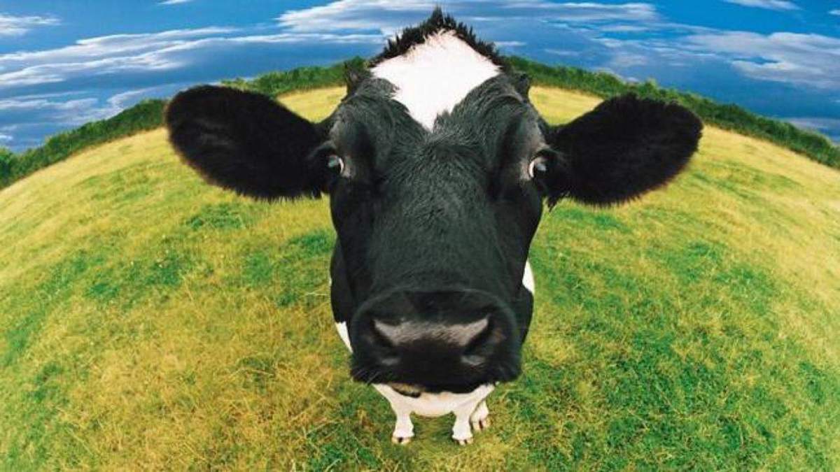 Украинские коровы Украинские коровы