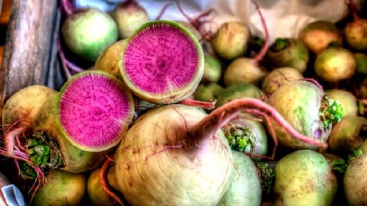 Кавунова редька Кавунова редька