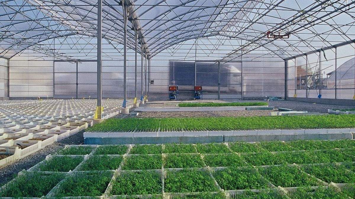 Незабаром теплиці накриватимуть інноваційним продуктом / Фото з соцмереж Незабаром теплиці накриватимуть інноваційним продуктом / Фото з соцмереж
