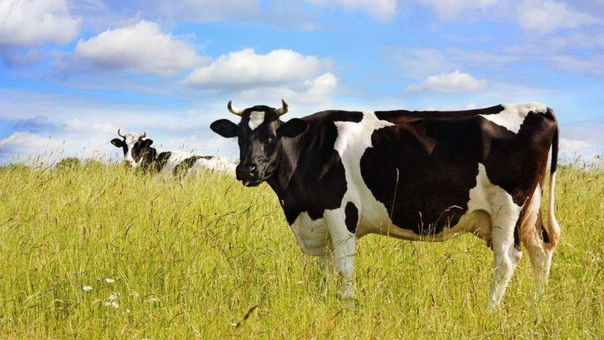 Животноводство в Украине – убыточная отрасль / Фото из соцсетей Животноводство в Украине – убыточная отрасль / Фото из соцсетей