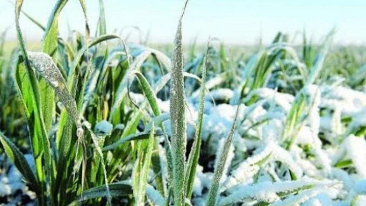 Озимі культури в Україні: в якому вони зараз стані Озимі культури в Україні: в якому вони зараз стані