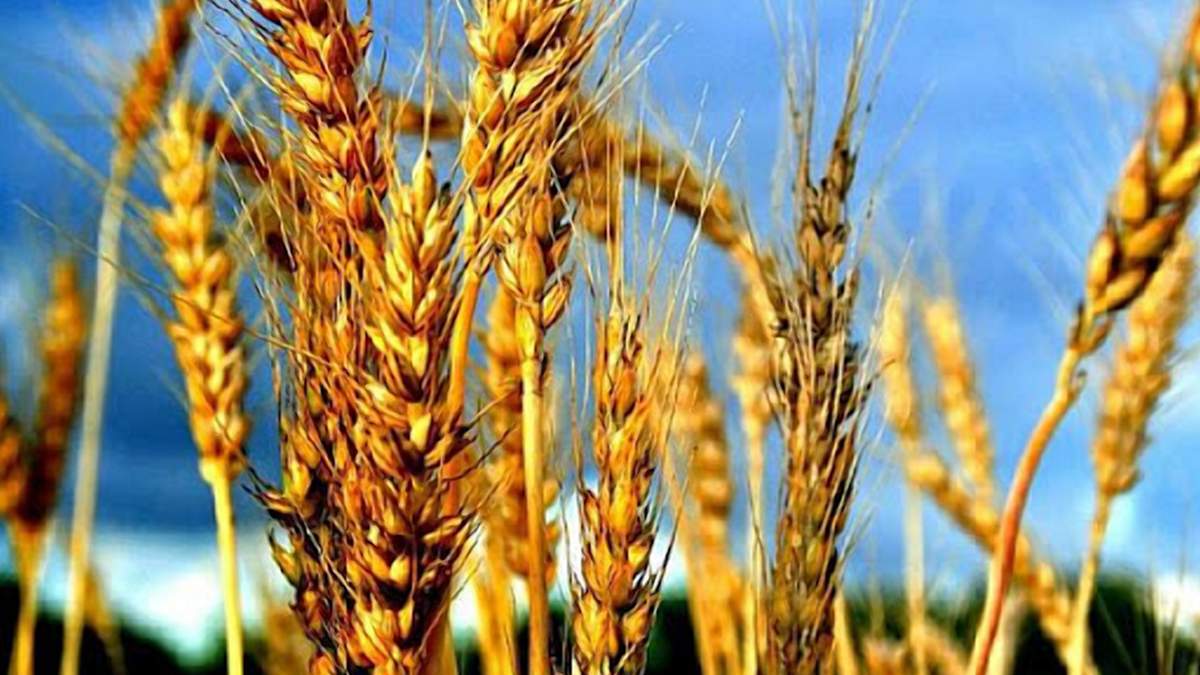 Ціни на пшеницю продовжують падіння / Фото з соцмереж Ціни на пшеницю продовжують падіння / Фото з соцмереж