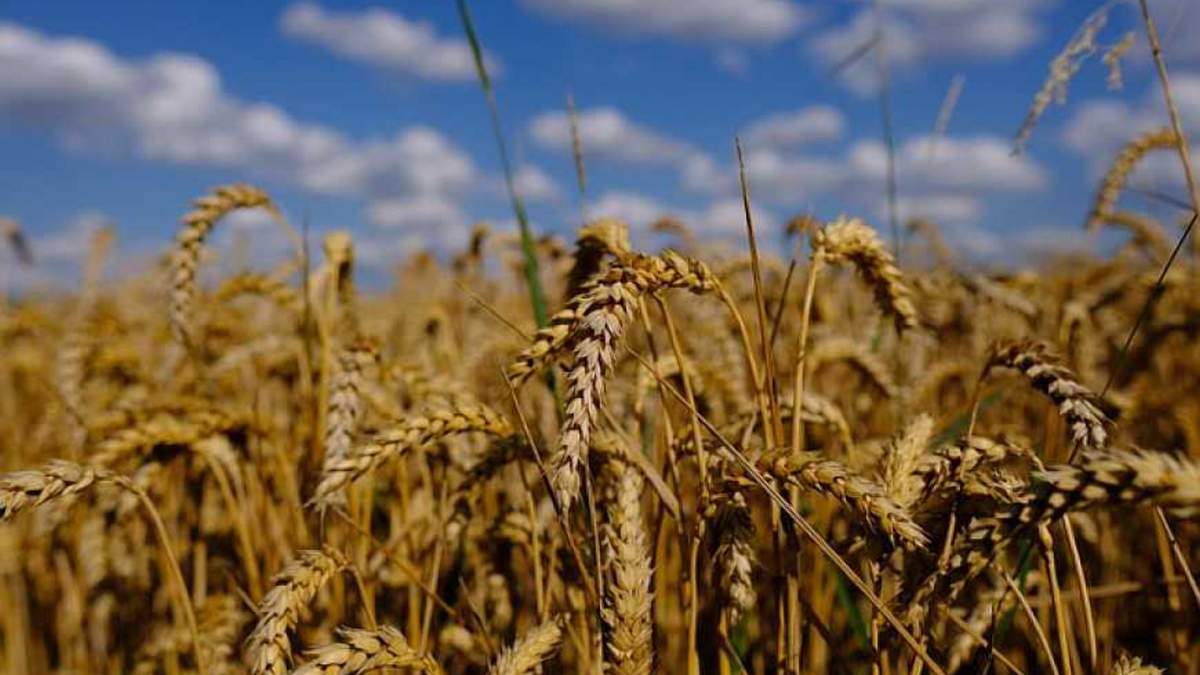 Україна зменшує площі посіву пшениці Україна зменшує площі посіву пшениці