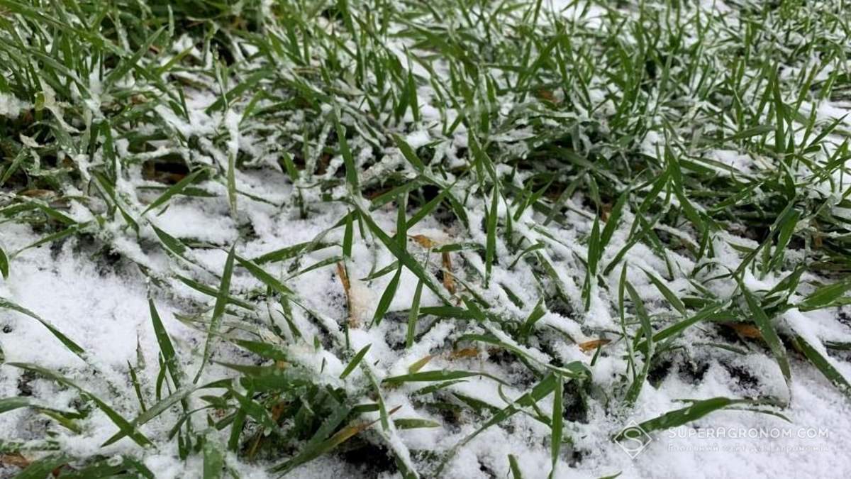 Мороз може знищити усі озимі на Одещині / Фото з соцмереж Мороз може знищити усі озимі на Одещині / Фото з соцмереж
