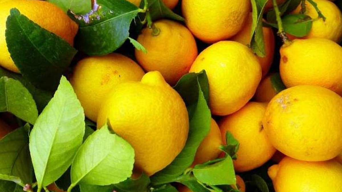 Экзотические фрукты можно выращивать и в Украине / Фото из соцсетей Экзотические фрукты можно выращивать и в Украине / Фото из соцсетей