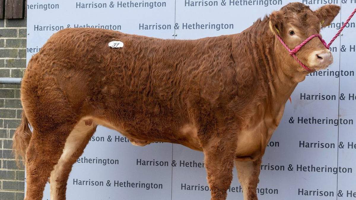 Звездная корова: телку, названную в честь Виктории Бекхэм, продали за 360 тысяч долларов