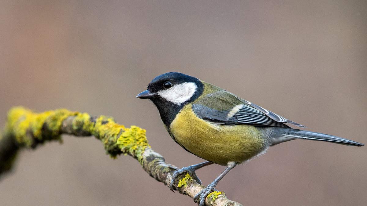 Співочі птахи стали жертвами браконьєрів / Фото з соцмереж Співочі птахи стали жертвами браконьєрів / Фото з соцмереж