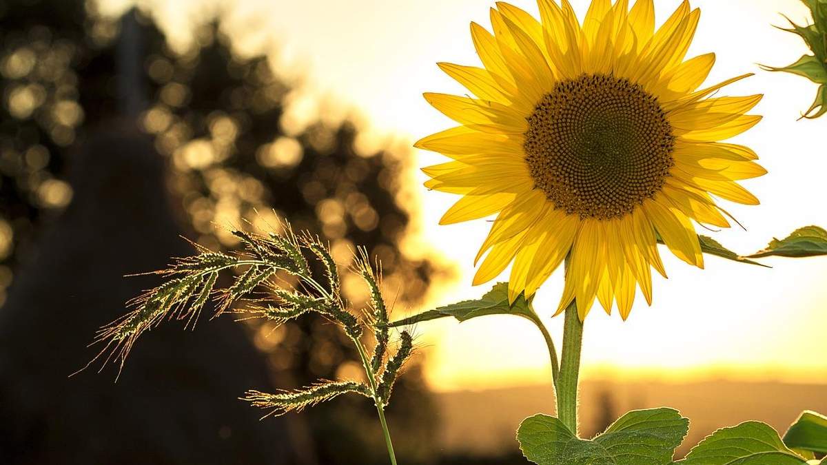 Соняшник продовжує бити цінові рекорди Соняшник продовжує бити цінові рекорди