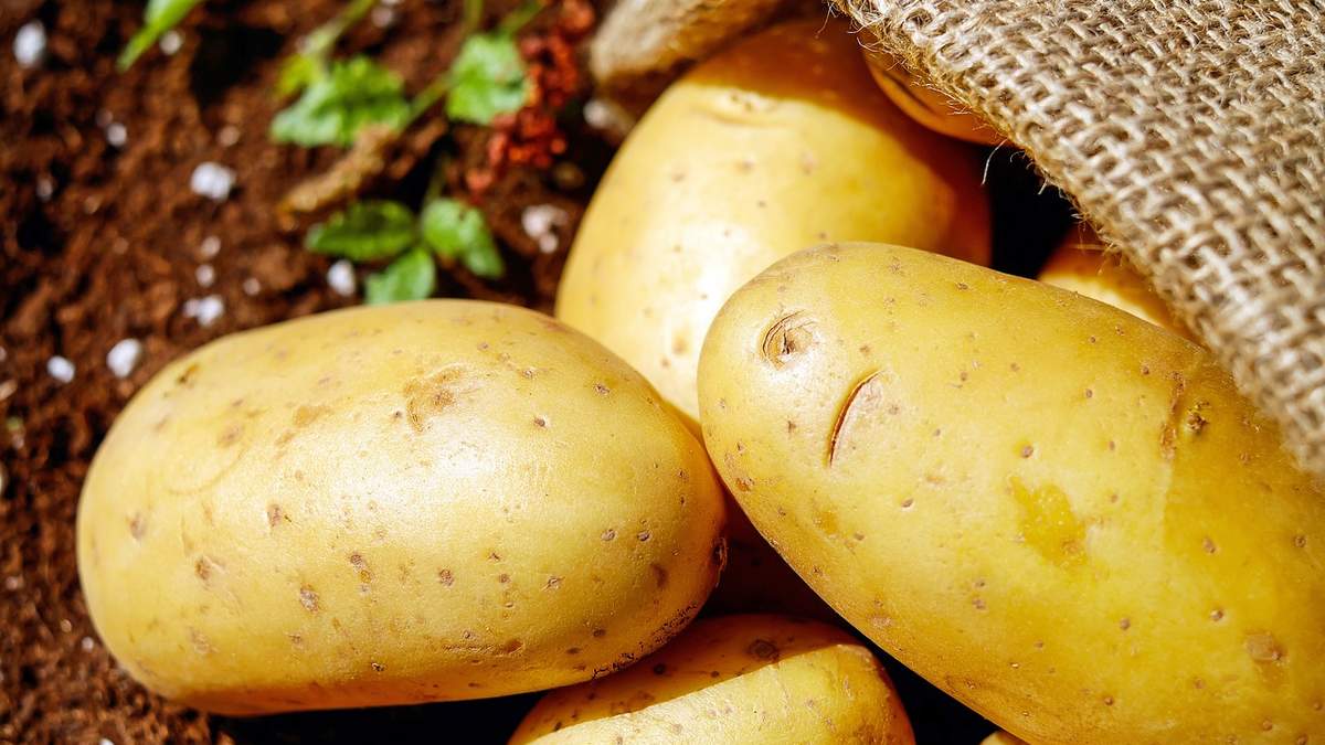Украина ищет новые рынки сбыта для картофеля Украина ищет новые рынки сбыта для картофеля