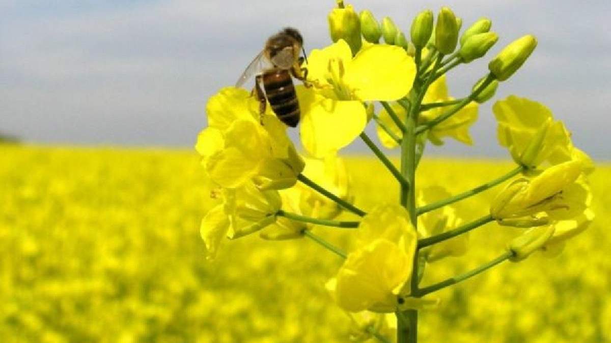 Рапс в Украине Рапс в Украине