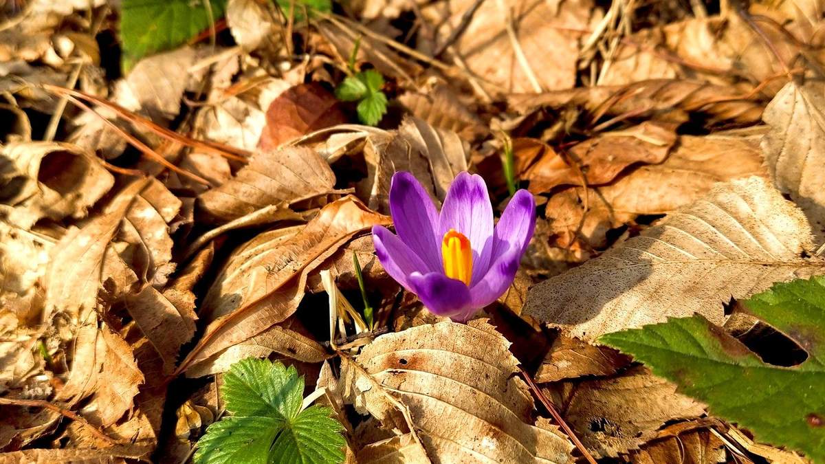 На Закарпатті цвіте червонокнижний шафран: вражаючі фото рідкісної квітки На Закарпатті цвіте червонокнижний шафран: вражаючі фото рідкісної квітки