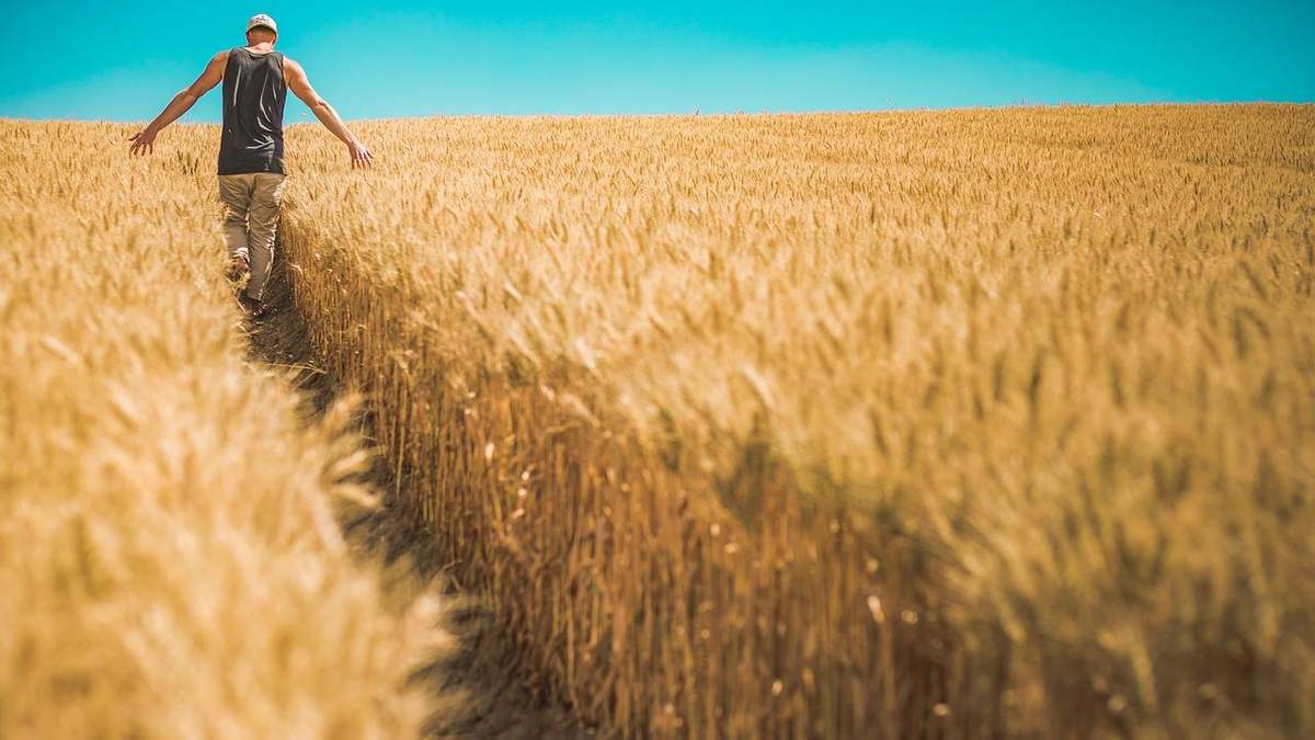 Украинское зерно выйдет на новые рынки Украинское зерно выйдет на новые рынки