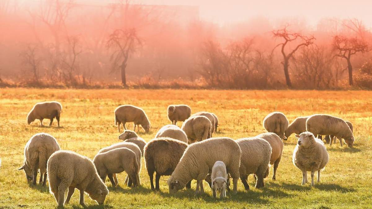 Українські вівчарі збільшили експорт Українські вівчарі збільшили експорт