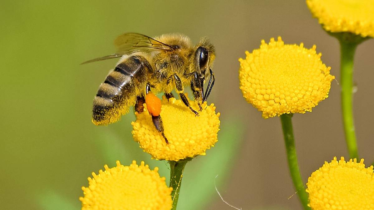 6 удивительных фактов о пчелах 6 удивительных фактов о пчелах