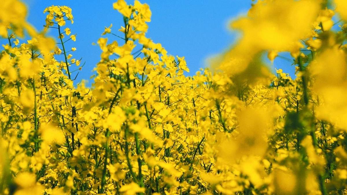 Ріпак Ріпак