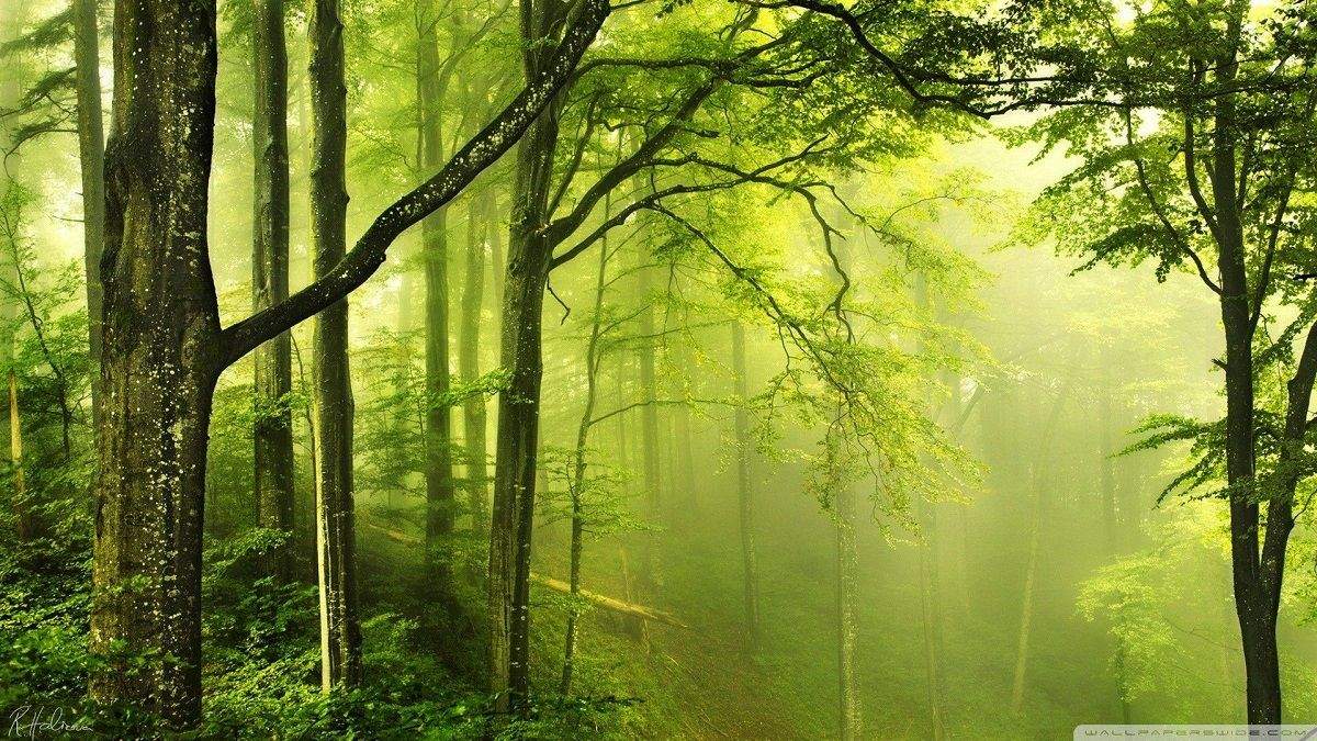 Лес в Украине Лес в Украине
