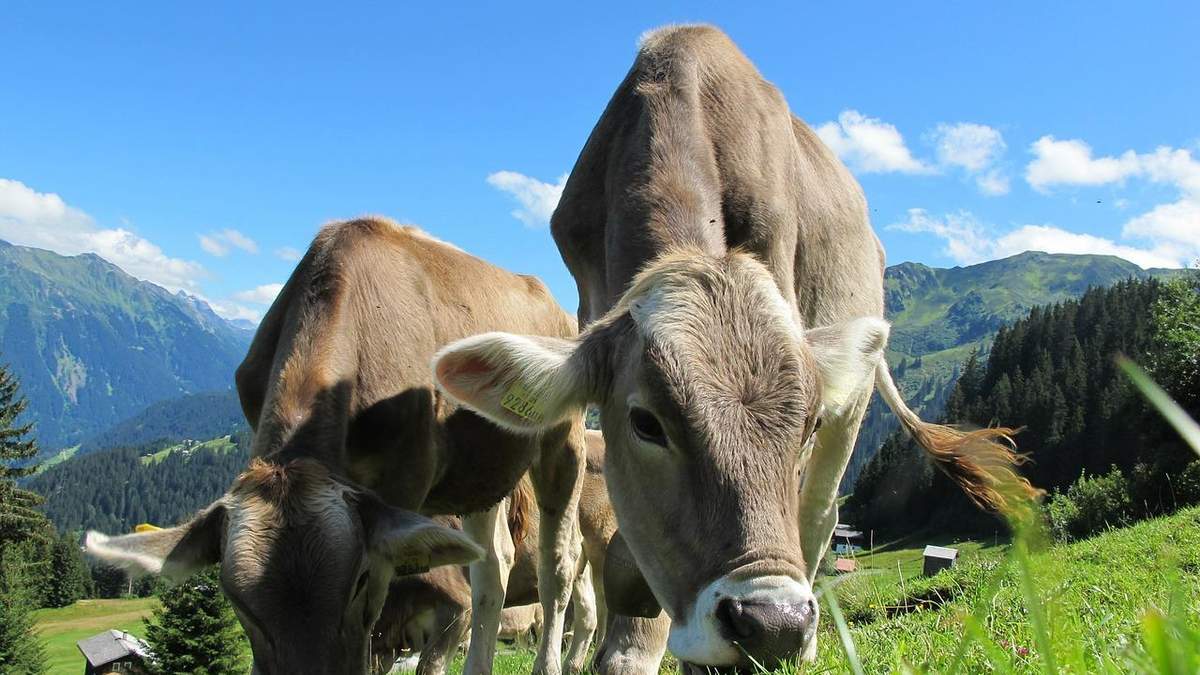Количество коров в Украине уменьшается Количество коров в Украине уменьшается