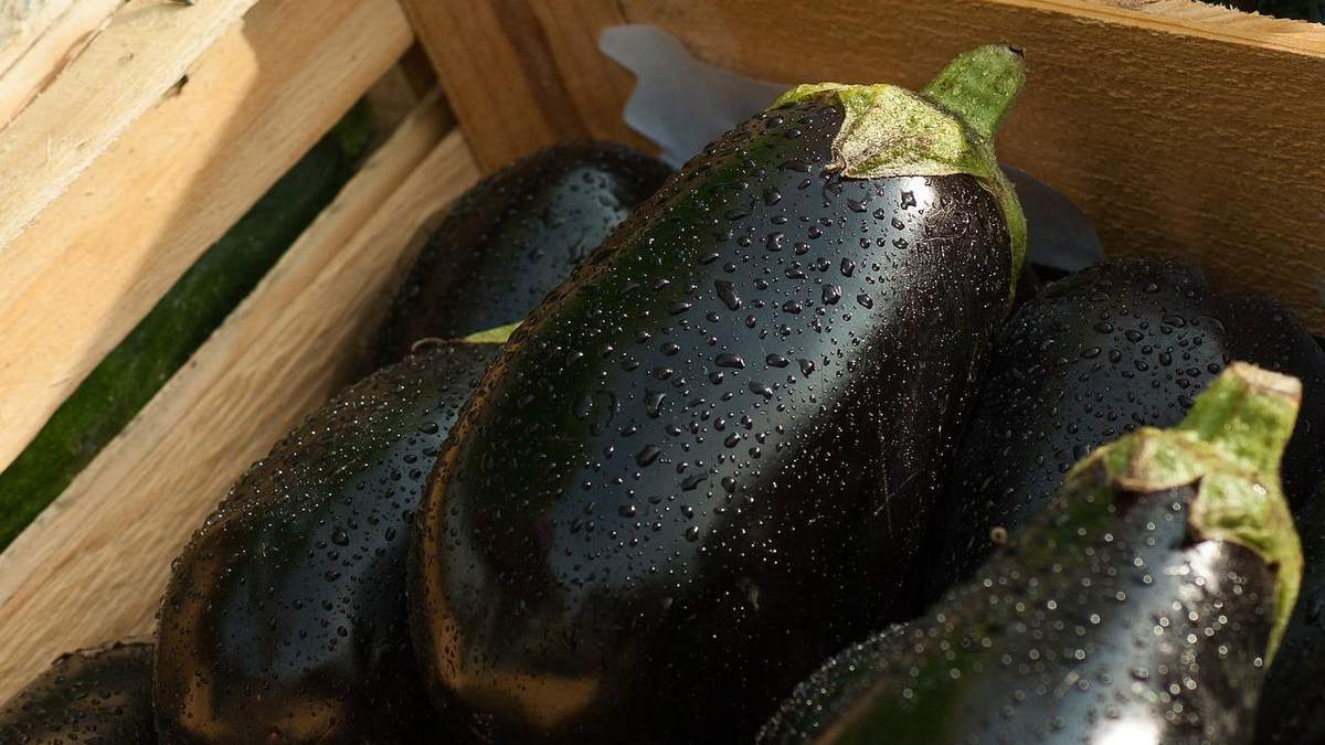 Баклажан поможет бросить курить Баклажан поможет бросить курить
